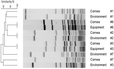 Bacterial Cross-Contamination in a Veterinary Ophthalmology Setting